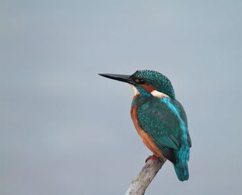 Close-up of bird perching on branch