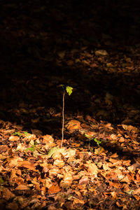 Low angle view of leaves on rock formation