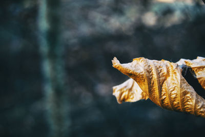 Close-up of dry plant during autumn