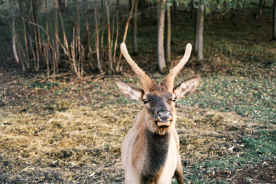 Portrait of deer in forest