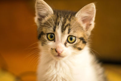 Close-up portrait of cat