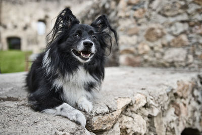 Portrait of black dog sitting on rock