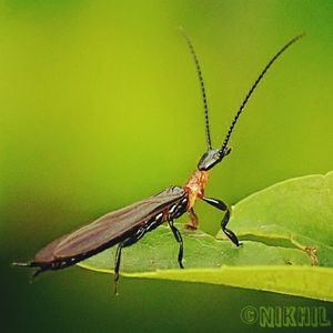 Close-up of insect on leaf