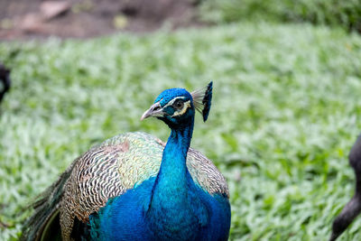 Close-up of a peacock