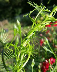 Close-up of fresh green plant