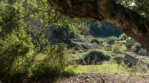 Trees in forest