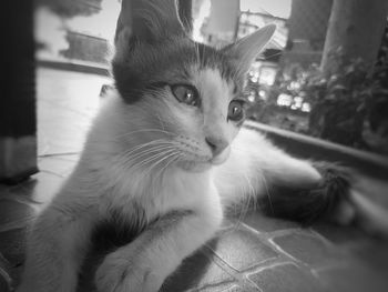 Close-up portrait of cat sitting