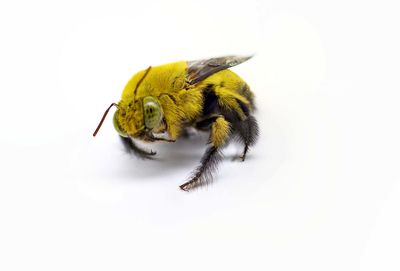 Close-up of bee over white background