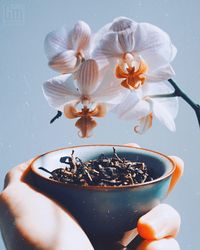 Close-up of hand holding flower pot