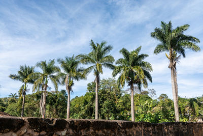 Palm trees against sky