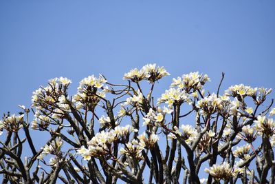 Low angle view of flowering plant against clear sky