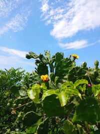 Close-up of flowering plant against cloudy sky