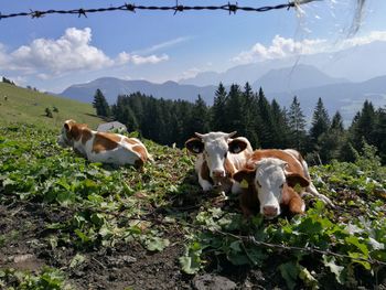 Cattles resting on field against sky seen through barbed wire