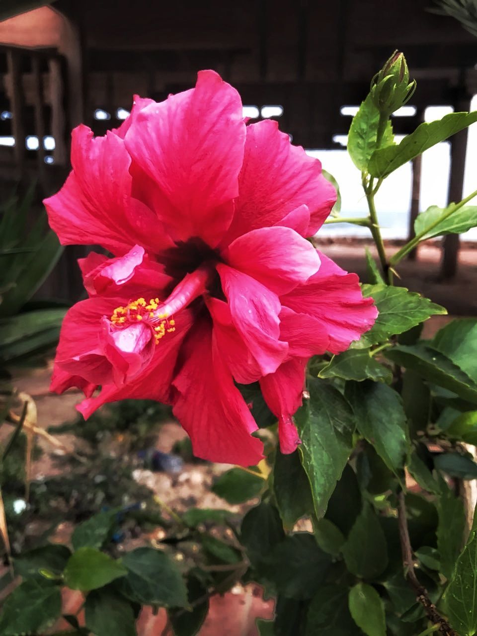 flowering plant, flower, petal, plant, freshness, beauty in nature, fragility, vulnerability, growth, close-up, flower head, inflorescence, focus on foreground, leaf, plant part, nature, pink color, pollen, no people, day