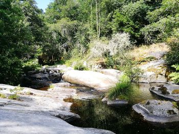 Scenic view of waterfall in forest