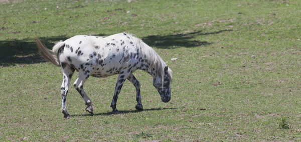 Side view of horse grazing on field