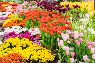 Close-up of multi colored tulips in bloom