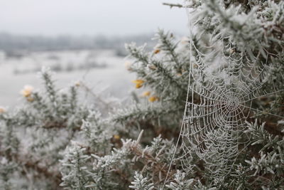 Close-up of frost on tree during winter