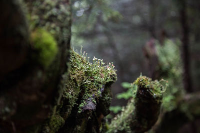 Close-up of moss growing on tree trunk