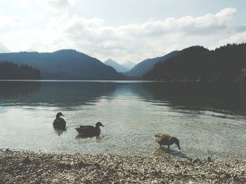 Swans on lake against mountain range