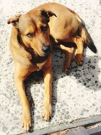 Portrait of dog relaxing outdoors