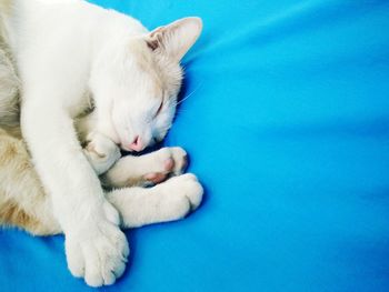 Close-up of cat sleeping