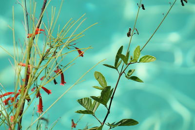 Close-up of plant