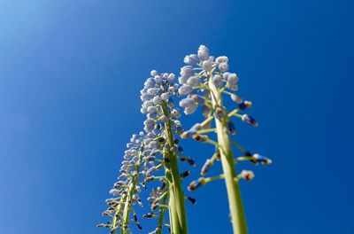Low angle view of grape hyacinth blooming against sky