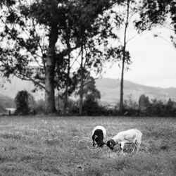 Lambs grazing on grassy field against sky