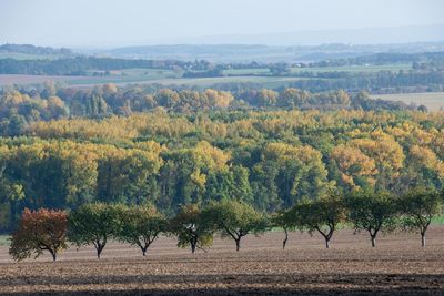 Trees on field against sky