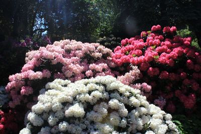 Close-up of pink flowers