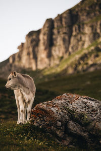 Low angle view of calf on field against mountains