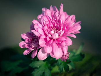 Close-up of pink dahlia flower