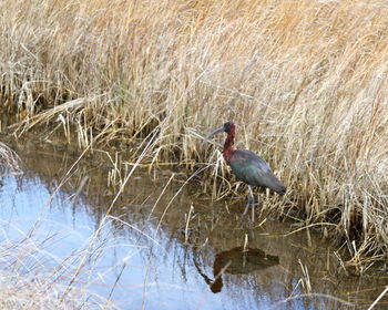 Bird in lake