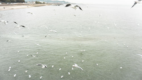 Seagulls flying over sea