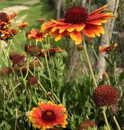 Close-up of red flowering plants on field