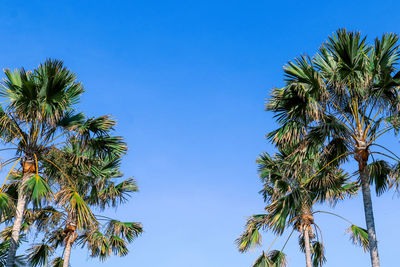 Low angle view of palm trees against clear blue sky