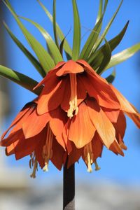 Close-up of red flowering plant