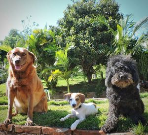 Portrait of dogs against trees