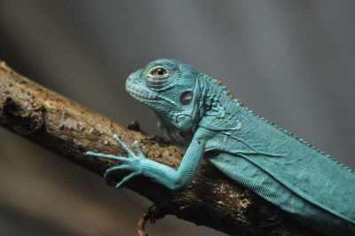 Blue iguana baby