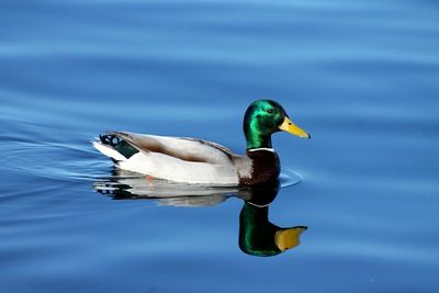 Close-up of duck swimming on lake