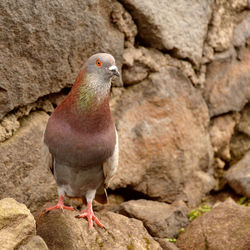 Close-up of bird perching on rock