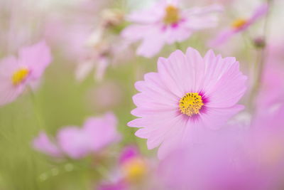 Close-up of pink daisy flowers blooming in park