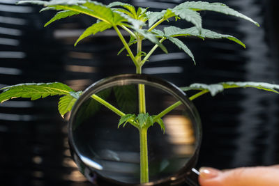 Close-up of potted plant in pot