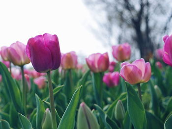 Close-up of pink tulip flowers on field