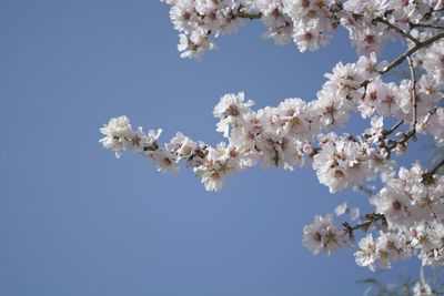 Low angle view of cherry blossoms against clear sky