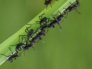 Close-up of insect on plant