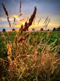 Close-up of stalks in field against sunset sky