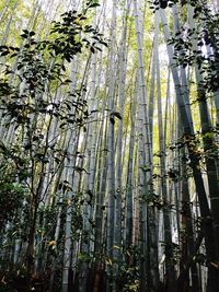 Low angle view of trees in forest