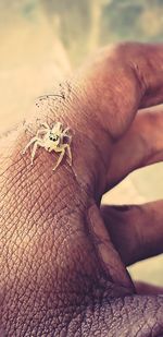 Close-up of insect on hand